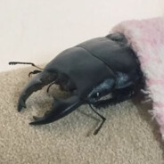 bug (snug) (in a rug)