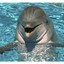 DolphinFather
