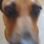 HsT