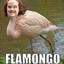 Flamongo