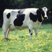 BigCow