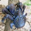 cococnut crab