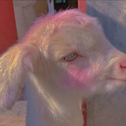 超级无敌暴龙战士