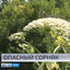 Опасный сорняк