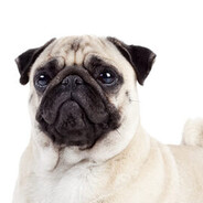 просто мопс