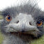 Emu