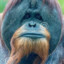 2 percent ape