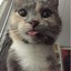 FluffyCat