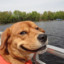 boat dog