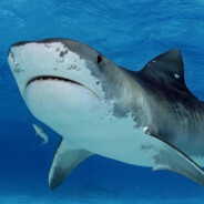 YSE⛧Wanna_TIGERSHARK?⛧