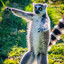 Lemur skins.army