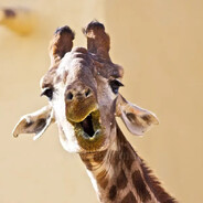 dmoo