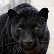 panther