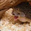 Hedgehog