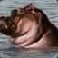 Ensnared HIppo