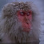Monke