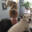 martdog1
