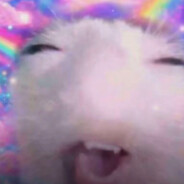 HaßeHaße