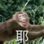 MonkeyKing