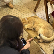 叱咤月海鱼鱼猫