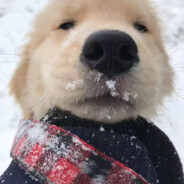 悲伤的新疆炒米粉