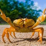 Krustaceo