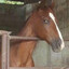 Cagl[1]ostrO