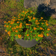 chattychaa
