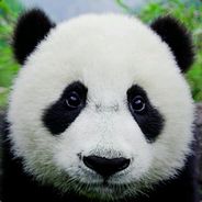 Smile Panda