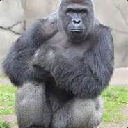 Harambe deserved it