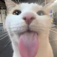 Smelaks avatar