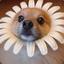flower in dog disguise