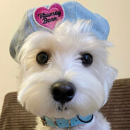 请叫我鲨鱼辣椒