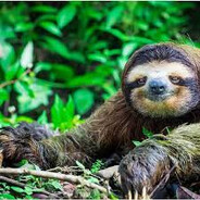 SLOTH KING