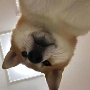 武当王也拜见老天师