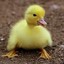 small duck