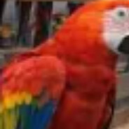 Parrot avatar