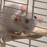 Пиздодельная