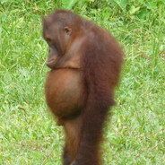 Дала раз - dust 2