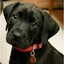black dog