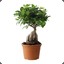 Ficus Ginseng