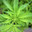 me gusta la marihuana