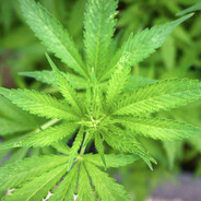 me gusta la marihuana
