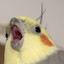 i'm papug