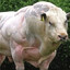 Papa beef