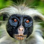 Black Monkey
