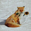 Mister Fox
