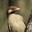 Greater honeyguide