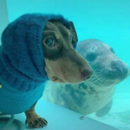 传奇486式土豆地雷