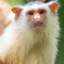 sagui albino